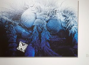 Sabine Schäfer: BLUE I, Series AudioMicroSpheres of Nature, Interactive graphic print with Audio QR-Code, Photo: Anna-Maria Letsch