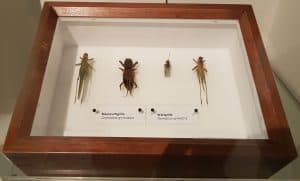 Tierexponate aus: Insekten – Die globalen Ureinwohner, 2019