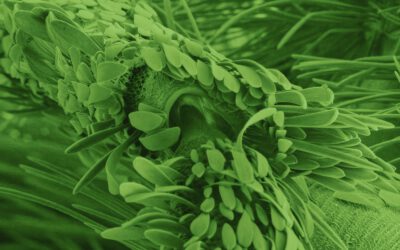Bremen. Sonic Biospheres 11.10.2025 Konzert / CD