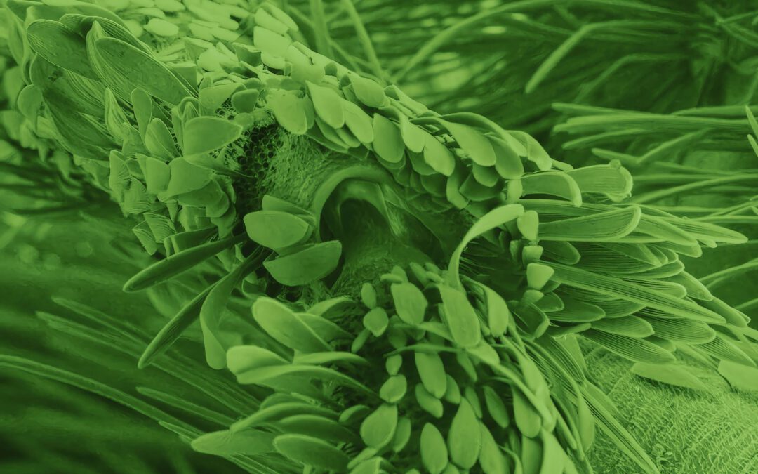 Bern. Sonic Biospheres, Schweizer Erstaufführung, 18.01.2026