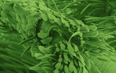 Bern. Sonic Biospheres, Schweizer Erstaufführung, 18.01.2026